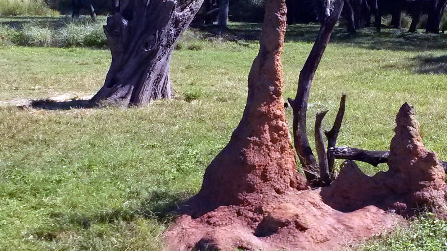 pest inspection termites