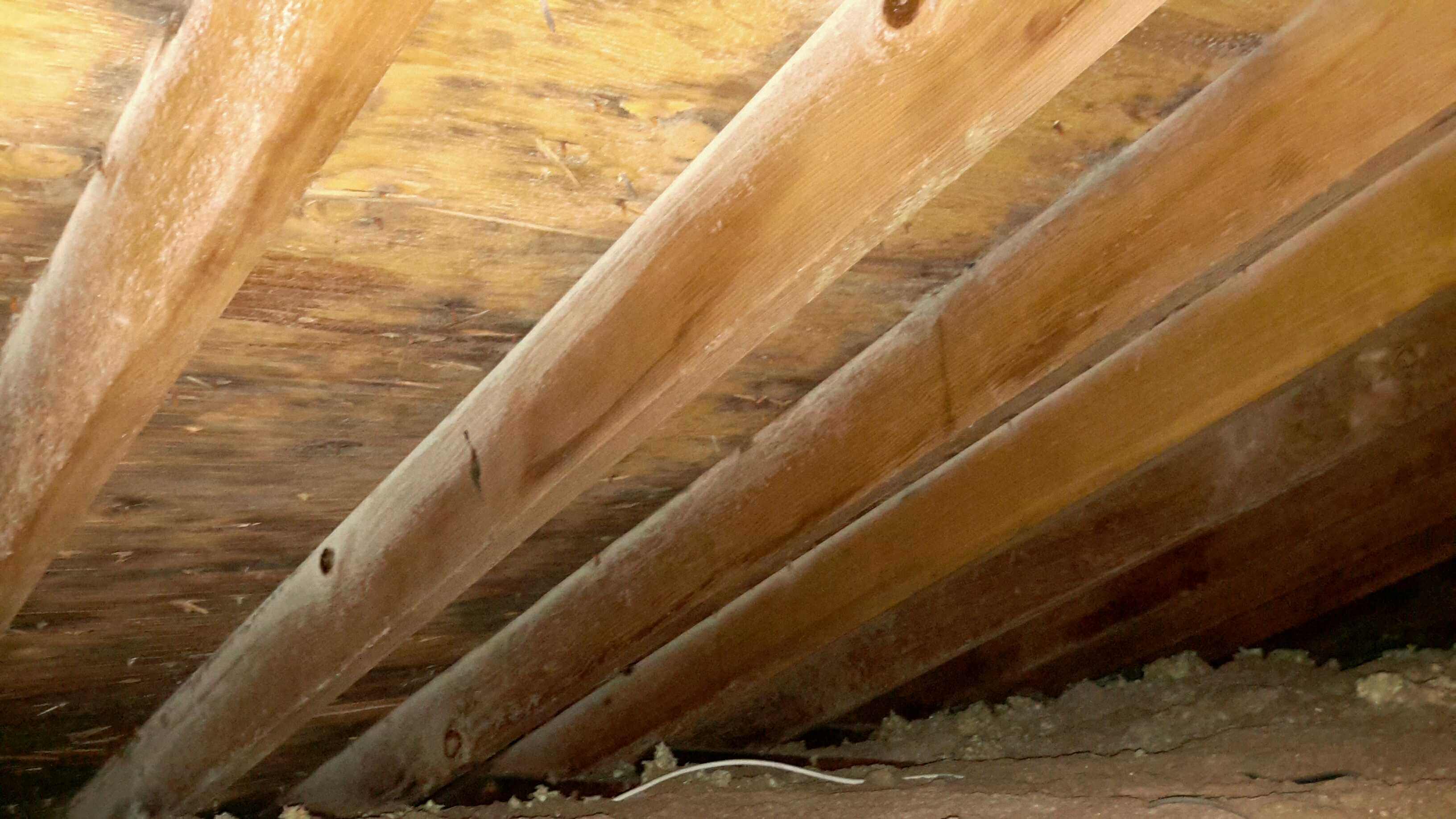 attic mold inspection