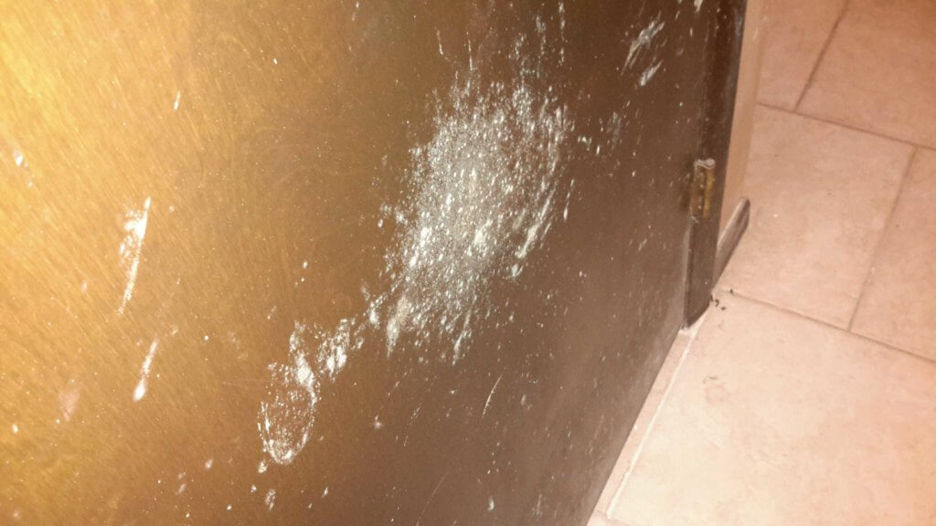 mold inspection