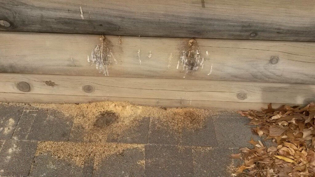 pest inspection carpenter bees